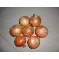 4-7cm Nuevo Crop Yellow Onion